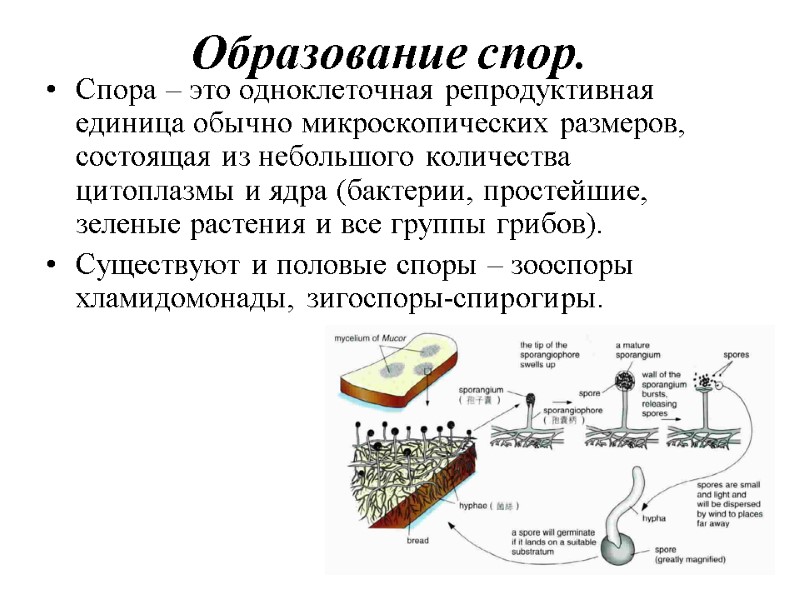 Образование спор. Спора – это одноклеточная репродуктивная единица обычно микроскопических размеров, состоящая из Образование спор. Спора – это одноклеточная репродуктивная единица обычно микроскопических размеров, состоящая из